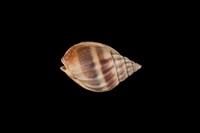 藏品(織紋螺)的圖片